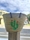 CAPAZO CACTUS - Imagen 1